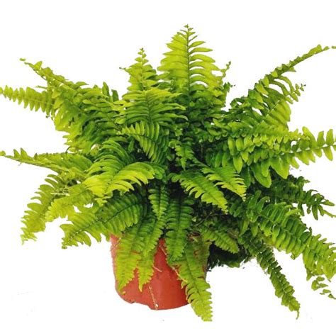 Krulvaren, Bostonvaren - Nephrolepis exaltata 'Boston Blue Bell'