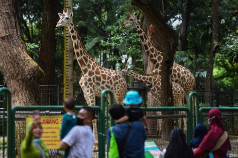 Tiket Masuk Ragunan Harga Cara Beli Dan Jam Buka Kumparan