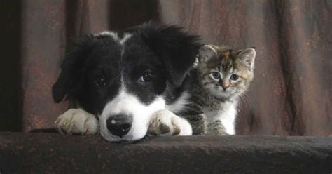 La cohabitation entre chien et chat des conseils à suivre pour une