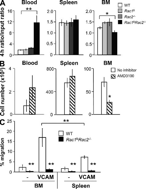 Figure 3 From A Novel Rac Dependent Checkpoint In B Cell Development