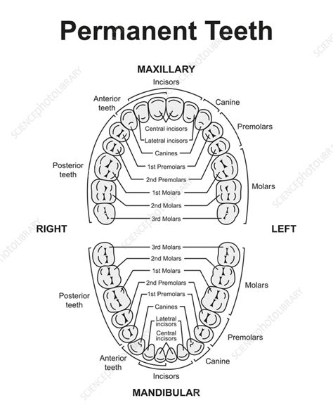 Human Teeth Diagram Labeled