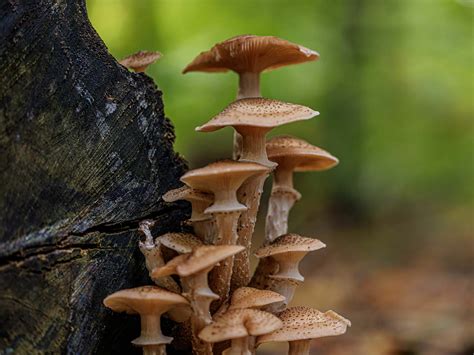 Armillaria Ostoyae Malheur National Forest