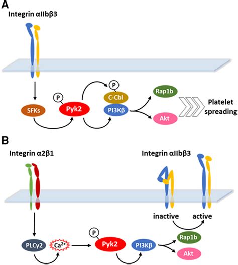 Focal Adhesion Kinases In Platelet Function And Thrombosis