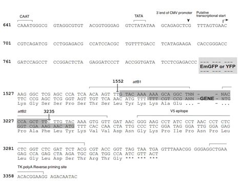 pcDNA6 2 N EmGFP DEST 北京华越洋生物