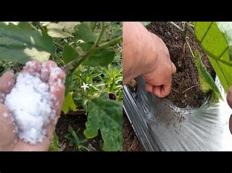 How To Apply Fertilizer On Your Eggplant Complete Guide YouTube