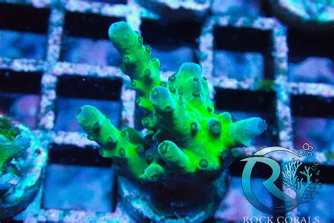 Acropora Purple Green Communitycorals