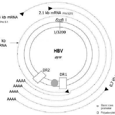 Structure of the hepatitis B virus genome. The inner circles reveal the ...