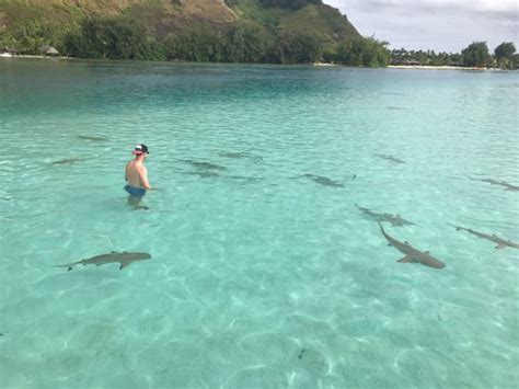 Hiros Tour Moorea 2021 All You Need To Know Before You Go With