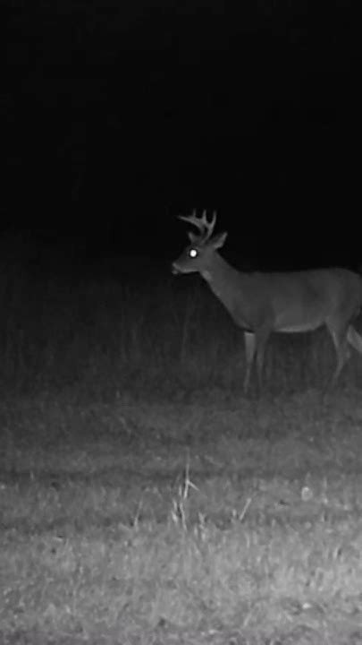 Whitetail Buck Chases Doe Youtube