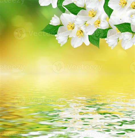 White jasmine flower. 9961794 Stock Photo at Vecteezy