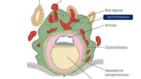 Segunda Semana De Desarrollo Disco Bilaminar Germinativo Trofoblasto