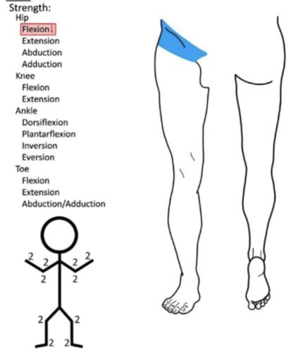 Lower Limb Cheat Sheets Flashcards Quizlet