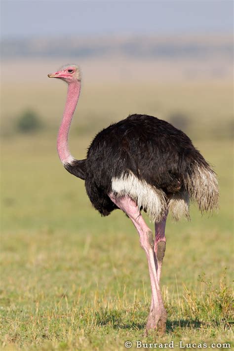Ostrich - Burrard-Lucas Photography
