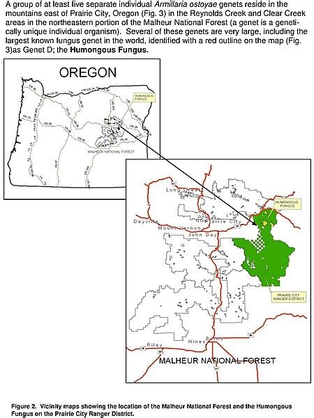 Largest Organism On Earth Location Features Facts Study