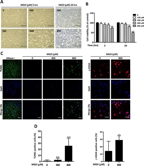 Cell Morphology And Viability Are Affected By MGO A HUVECs Were