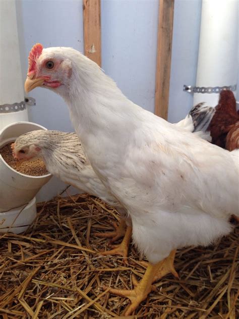 Sexing 8 Week Old Chicks Backyard Chickens Learn How To Raise Chickens