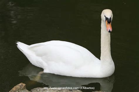 Fotos De Cisnes Cisne ComÚn Vigo Galicia