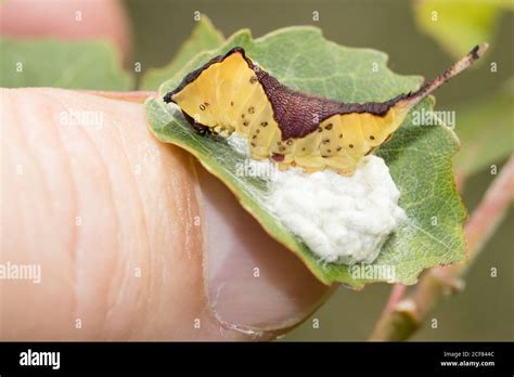 Puss Polilla Cerura Vinula Oruga Con Capullos De Larvas Parasitarias