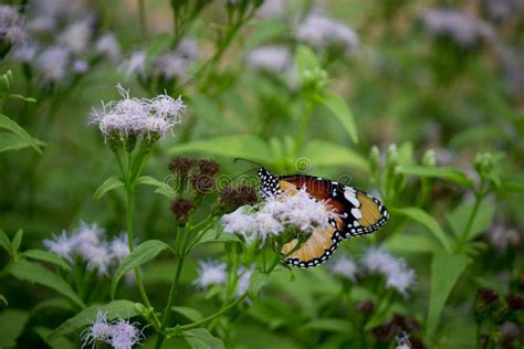 Gros Plan Du Tigre Ordinaire Danaus Chrysippus Papillon Reposant Sur La