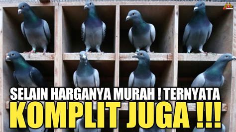 UPDATE HARGA TERKINI ANEKA JENIS BURUNG MERPATI DI PASAR BURUNG PRAMUKA