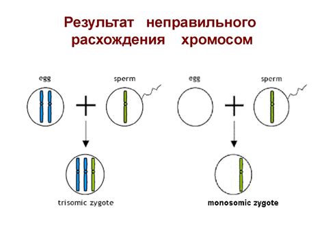 Цитогенетический анализ. Хромосомы человека - презентация онлайн