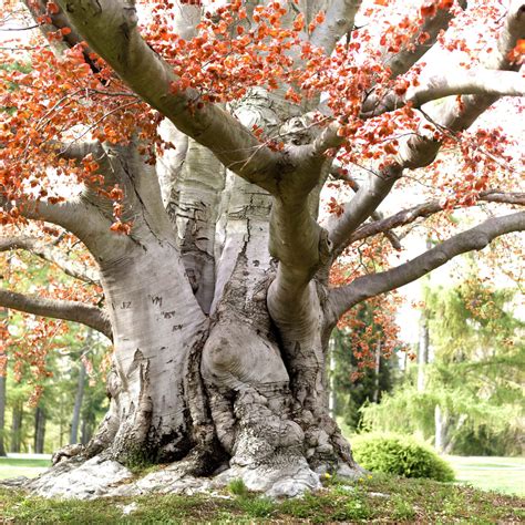 Beech Trees A Complete Guide Country Life