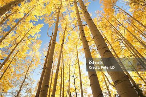 aspen forest stock photo  image  aspen tree autumn
