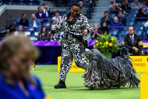 Scenes From The Westminster Dog Show May 15 2024 Reuters