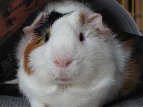 Filebob The Guinea Pig Wikimedia Commons