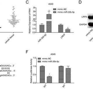 MiR 30b 5p Inhibited Cancer Cell Proliferation And Promoted Cell