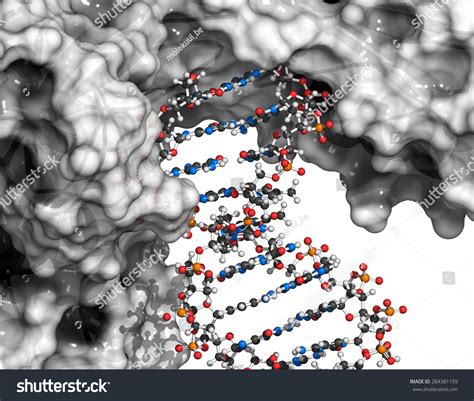 273 Protein Structure Dna Polymerase Images Stock Photos 3d Objects