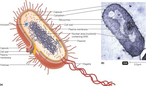 Prokariotinė Ląstelė Mikrobiologija Kas Tai