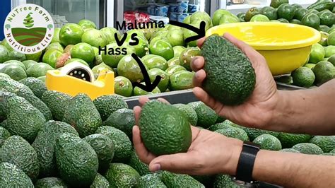 Maluma Vs Hass Avocado Varieties Comparison Youtube