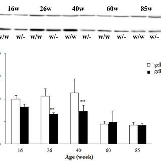 Western Blot Analysis Of GPX3 In The Kidney Of Gck W And Gck W W