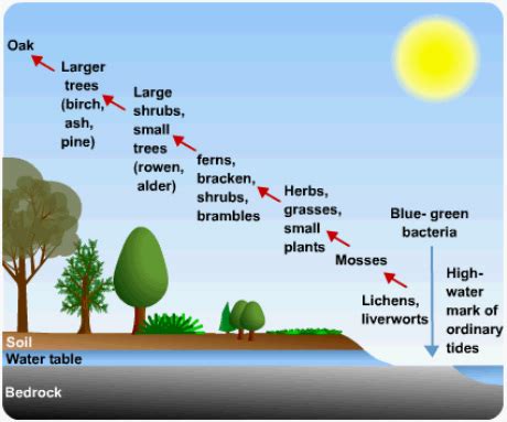 Succession - Freshwater Biomes