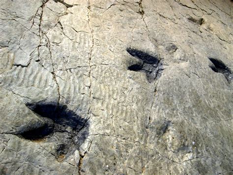 Descubre La Ruta De Los Dinosaurios De La Rioja Vivanco