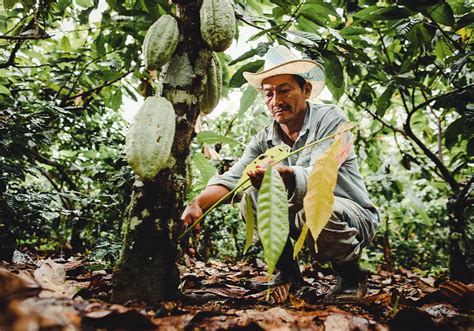 ¿qué Es El Mejoramiento Genético En El Cultivo De Cacao Progresa Caribe