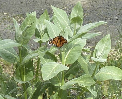 Native Milkweed For Monarch Butterfly Recovery Klamath Siskiyou