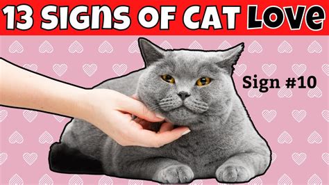 13 Signs Your Cat Loves You Youtube