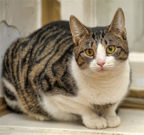 Gray striped cat stock image. Image of camera, feline - 45607171