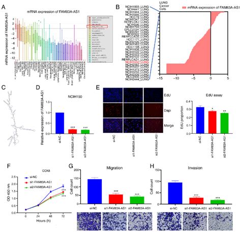 Knockdown Of Fam83a As1 Inhibits The Malignant Phenotype Of Luad In