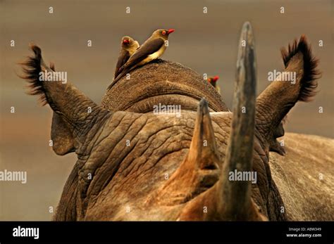 Rinoceronte pájaro fotografías e imágenes de alta resolución Alamy