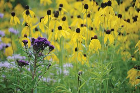 Why Grow Wisconsin Native Plants? | Heyden's Gardens | Cedarburg