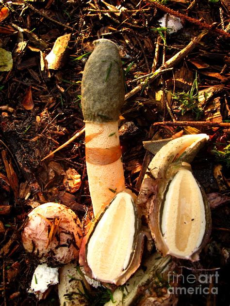 Ravenel S Stinkhorn Photograph By Timothy Myles Fine Art America