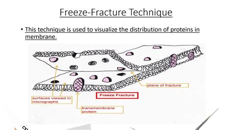 Unlocking The Secrets Of Cell Membranes A Deep Dive Into The Freeze