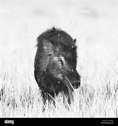 Wild Boar Black And White Stock Photos And Images Alamy