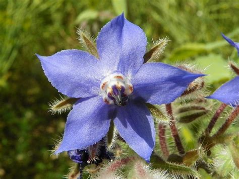 Borage Leaves Warriors