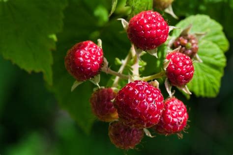 10 Best Raspberry Varieties for Home Gardens - Garden Gnome Academy