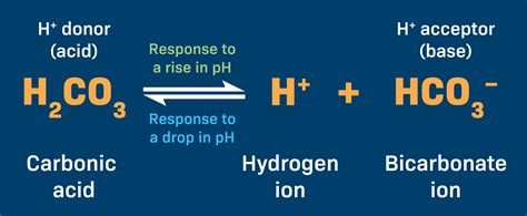 Carbonic Acid Equation