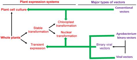 IJMS Free Full Text Maximizing The Production Of Recombinant